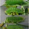 pol icarus larva4 volg2
